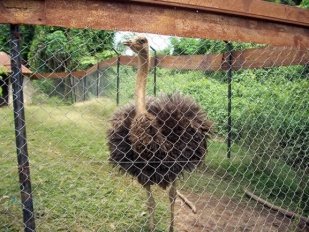 D:\My Journal\papers\Vol 2  issue 2\14 Abedeje\Plate 3 -futa.jpg